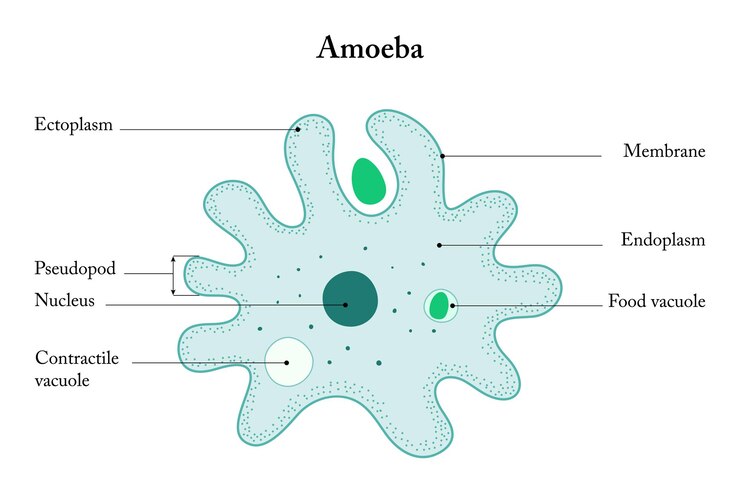 Amoeba Diagram